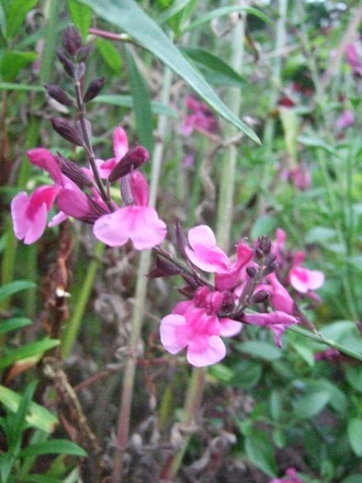 Salvia 'Icing Sugar' (Salvia x jamensis)