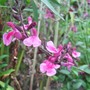 Salvia 'Icing Sugar' (Salvia)