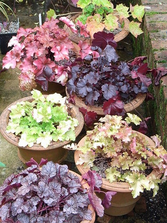 Heucheras (Heuchera micrantha)