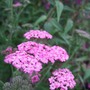 Achillea 'Lilac Beauty' (Achillea ageratum (Yarrow))
