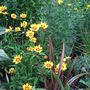 _maori_queen__amongst_the_coreopsis