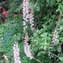 Francoa_sonchifolia_full_out