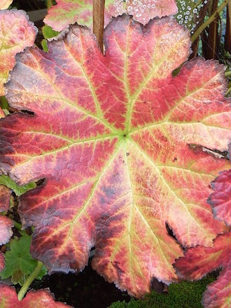 Darmera peltata (Darmera peltata)