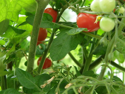 cherry tomatoes