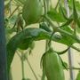 Garden_002