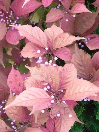 Callicarpa dichotoma (Callicarpa dichotoma)