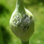 about to burst into flower