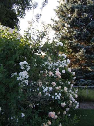 sisters mock orange and roses