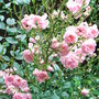 Rosa__the_fairy_