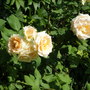 sisters roses
