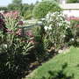 Mothers Oleander