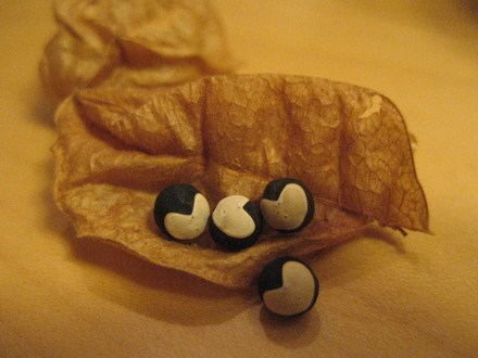 seeds of Balloon vine(fuusenkazura)