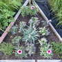 NW pink bed 