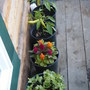 basil pepper and celosia