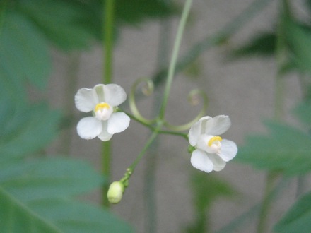 flower of Balloon vine (fuusenkazura)