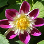 first Dahlia