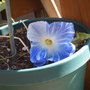 Glorious Morning Glory