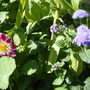 Dahlia and Ageratum