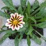 first gazania