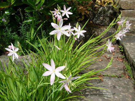 schizostylis