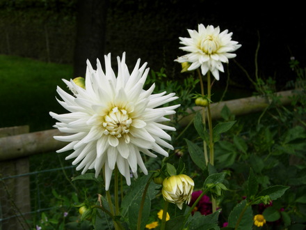White Dahlia