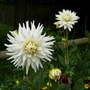 Dscn0960