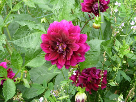 Another Dahlia!!