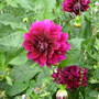Dscn0961