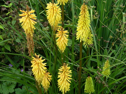 Yellow Knifofia