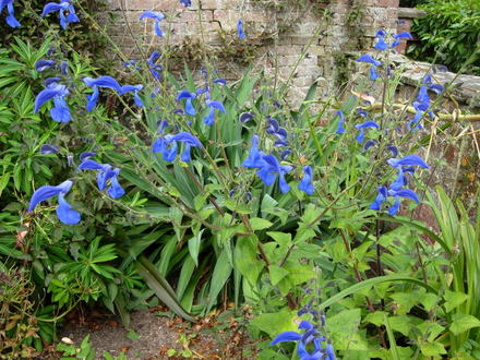 Salvia Patens