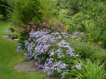 Early Michaelmas Daisy