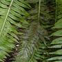 Garden__july__15th__2008