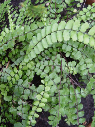 Maidenhair spleenwort fern. ' Asplenium trichomanes' (Asplenium trichomanes)