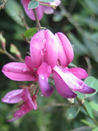 Bush clover (hagi)