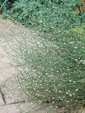 Polygonum scoparium (Polygonum scoparium)