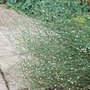 Polygonum_scoparium