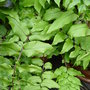 Holly fern 'Crytomium fortunei' (Crytomium fortunei)