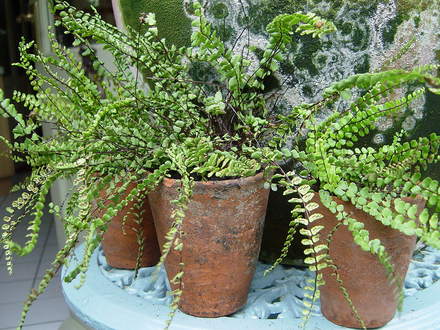 Young asplenium trichomanes ' Maidenhair spleenwort ferns' growing in pots. July 2008. (Asplenium trichomanes)