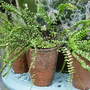 Young asplenium trichomanes ' Maidenhair spleenwort ferns' growing in pots. July 2008. (Asplenium trichomanes)