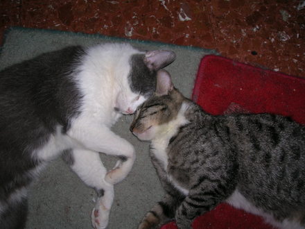 Jove and Rosie