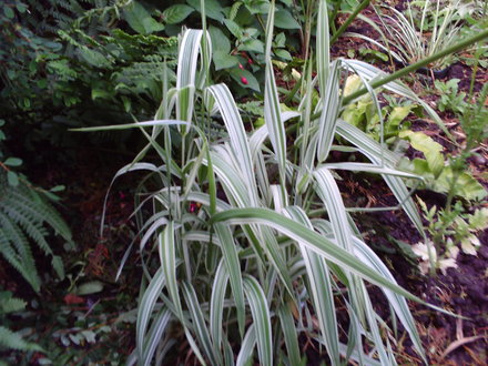 Grasses
