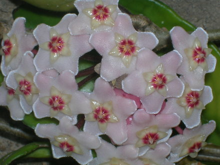 A garden flower photo