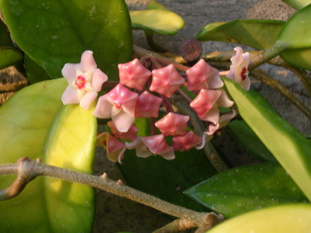 The cluster unfurling its pretty little flowers
