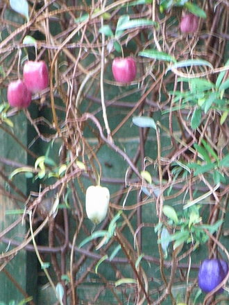 Billardiera longiflora (Billardiera longiflora)