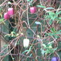 Billardiera_longiflora