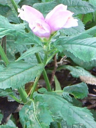 Chelone obliqua (Chelone obliqua)
