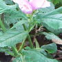 Chelone_obliqua