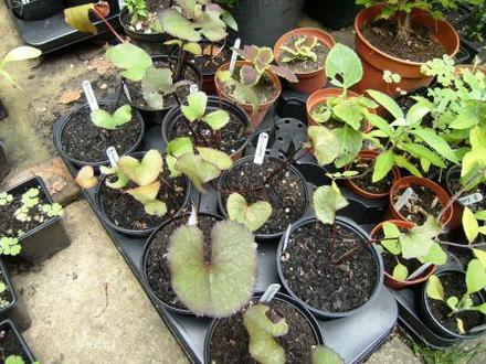 Ligularia plants
