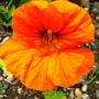 Nasturtium