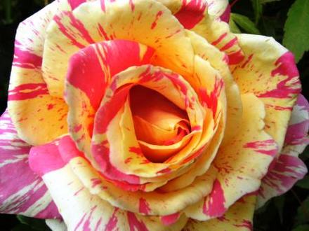 rosa 